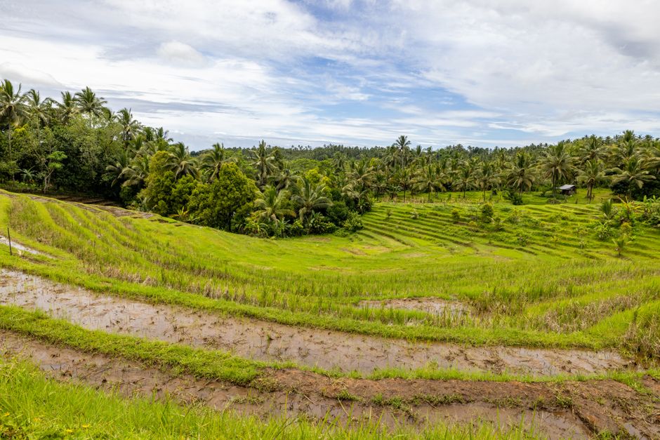 Scenic view of rice terraces surrounded by lush palm trees under a bright summer sky.
