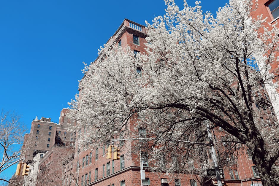 Urban cherry blossom trees in full bloom against a clear sky in New York City.