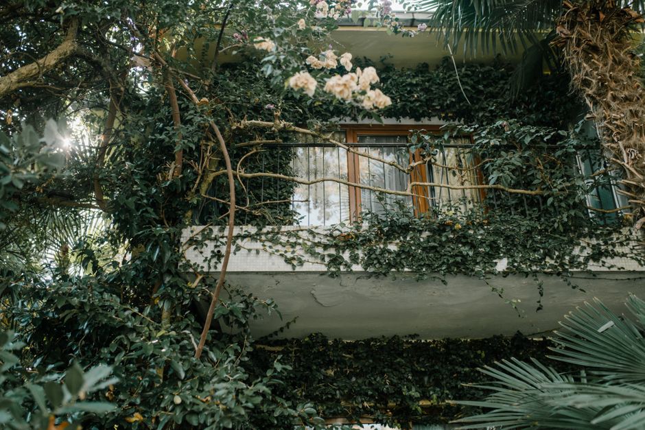 A balcony covered with lush greenery and vines, creating a natural oasis.
