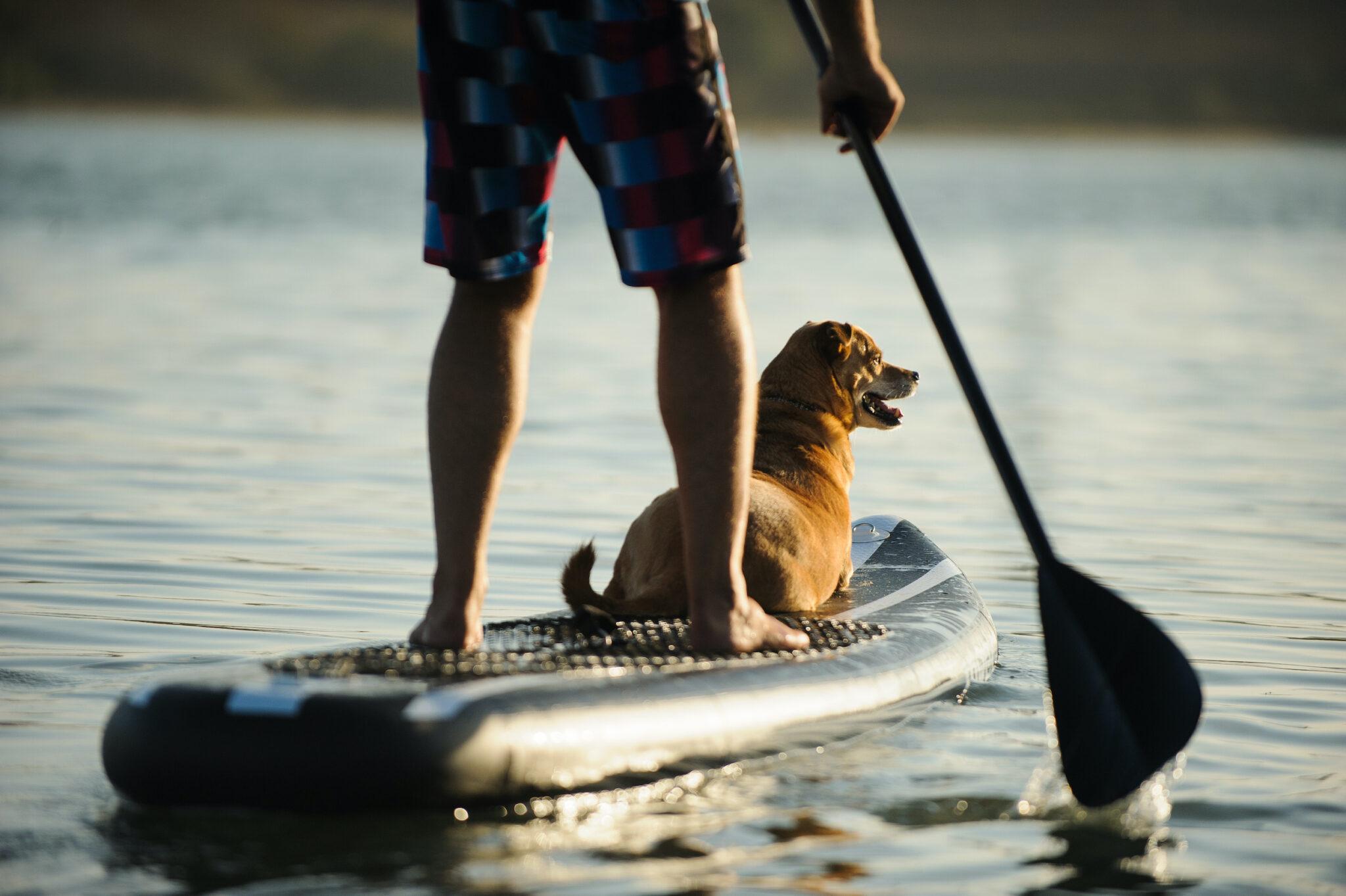 Vacation with your Dog at the Water: Our favorite Destinations for the Summer
