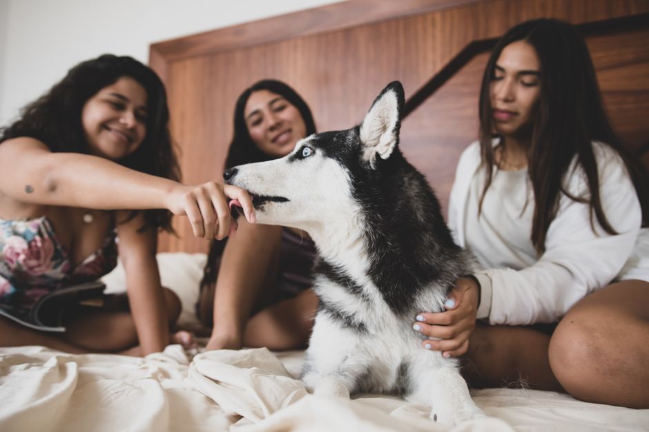 Three women enjoying each other's company while playing with a Siberian Husky on a bed.