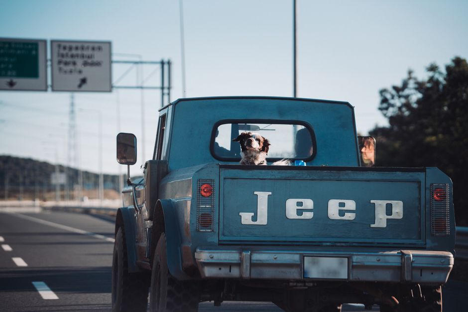 Pet-Friendly Accommodations Road Trips: How I Find Pet-Friendly Accommodations for Road Trips Across the USA