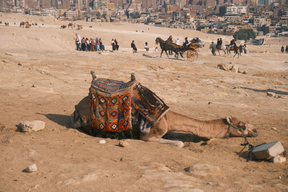 Camel resting in the desert with vibrant saddle blanket near Cairo, Egypt.