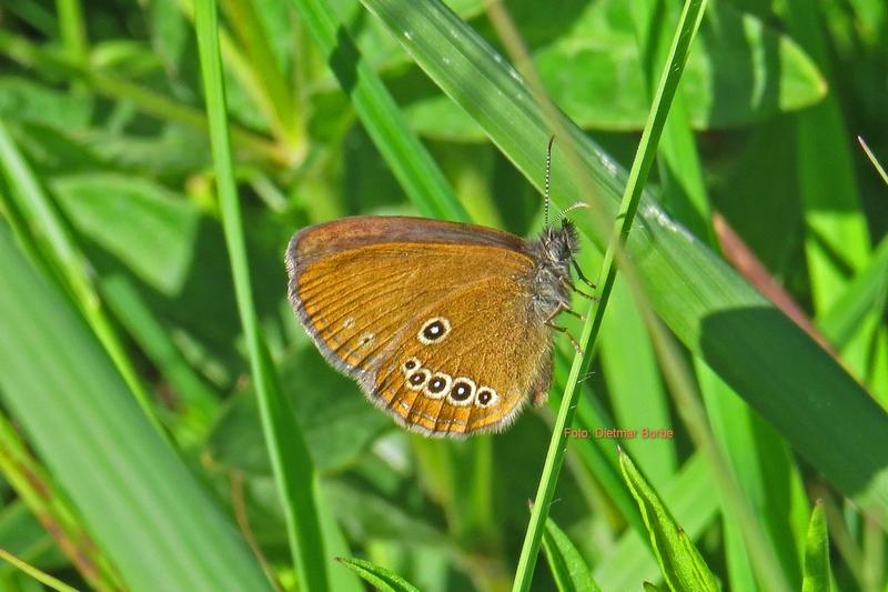 A look at the tiny creatures – Why they are threatened with Insect Extinction and how to help