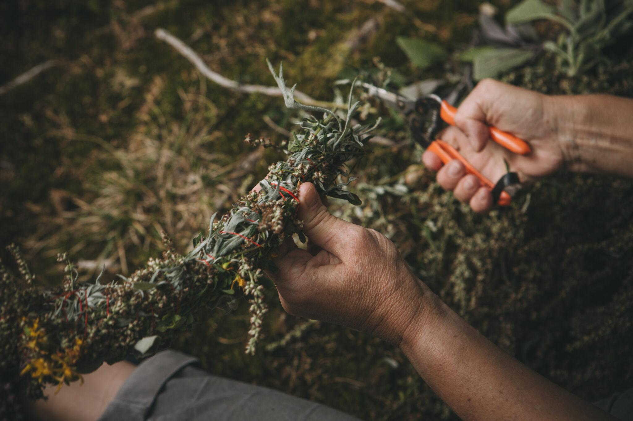Typical Plants on Vacation – Explained by Locals